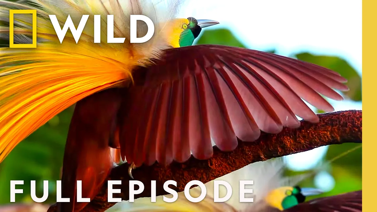 Exploring the World of Birds of Paradise (Full Episode) | SPECIAL | Nat Geo Animals thumbnail