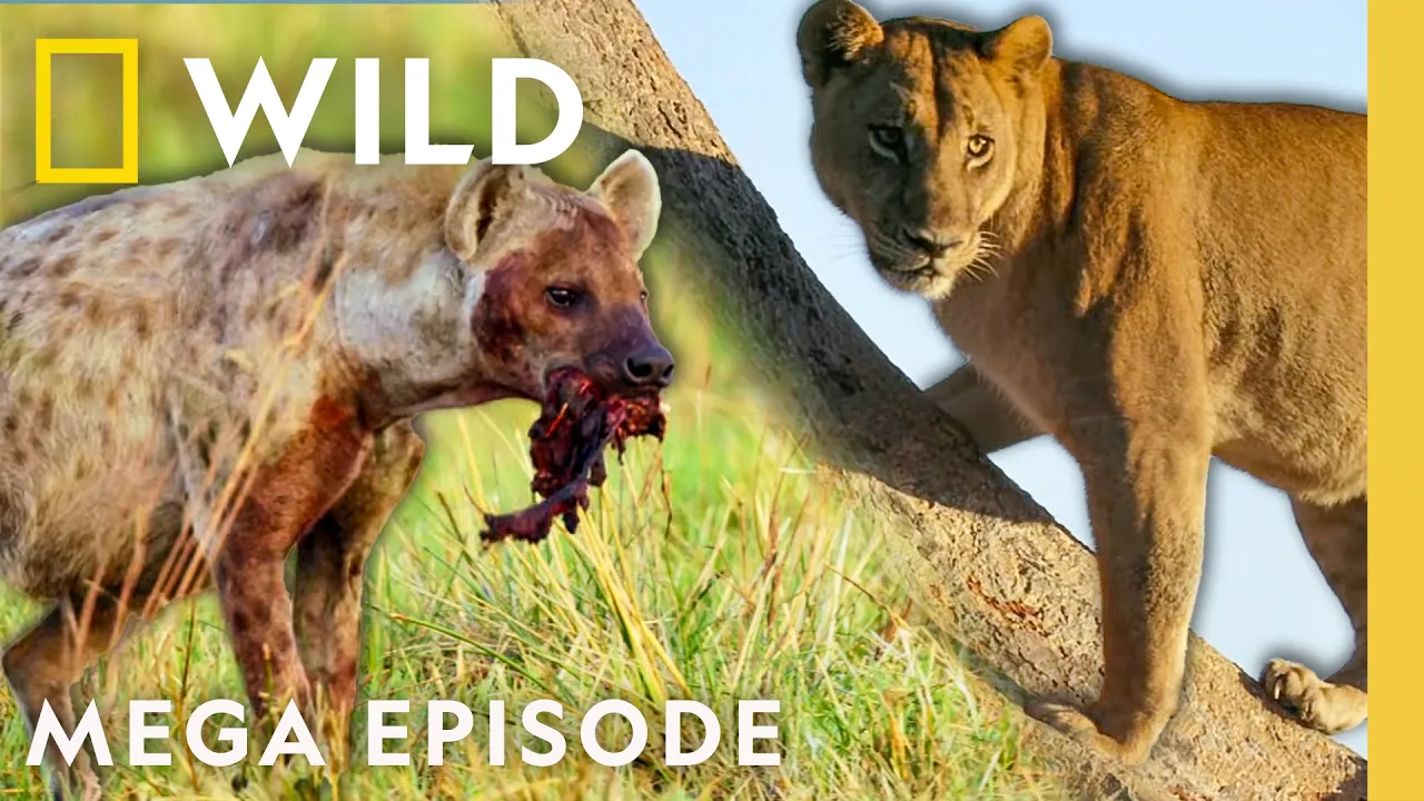 Battle for Power on the African Savanna | Savage Kingdom MEGA Episode | Nat Geo Animals thumbnail