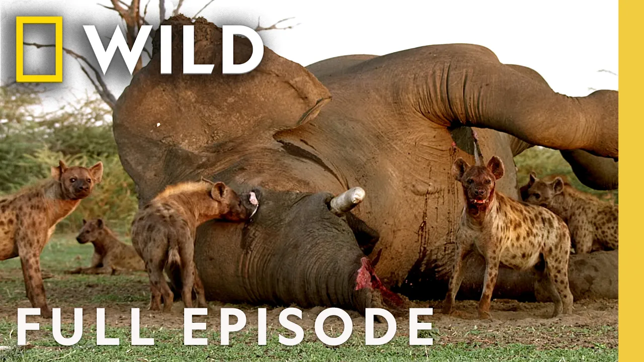 Ruthless Game of Survival (Full Episode) | Africa's Deadliest: Botswana | Nat Geo Animals thumbnail