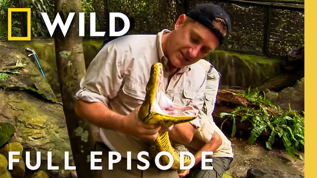 Snake Bite Survival (Full Episode) | Dangerous Encounters | Nat Geo Animals thumbnail