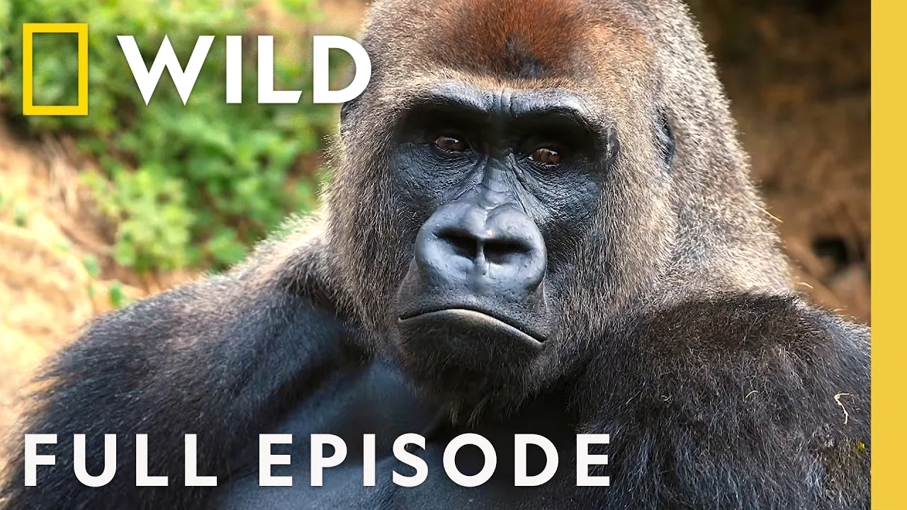 Deadly Encounters (Full Episode) | 10 Animals That Can Kill You | Nat Geo Animals thumbnail