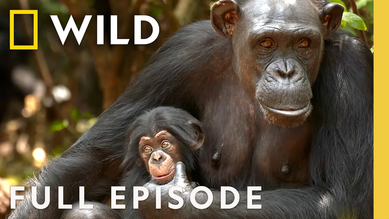 Chimp School (Full Episode) | DOCUMENTARY SPECIAL | Nat Geo Animals thumbnail